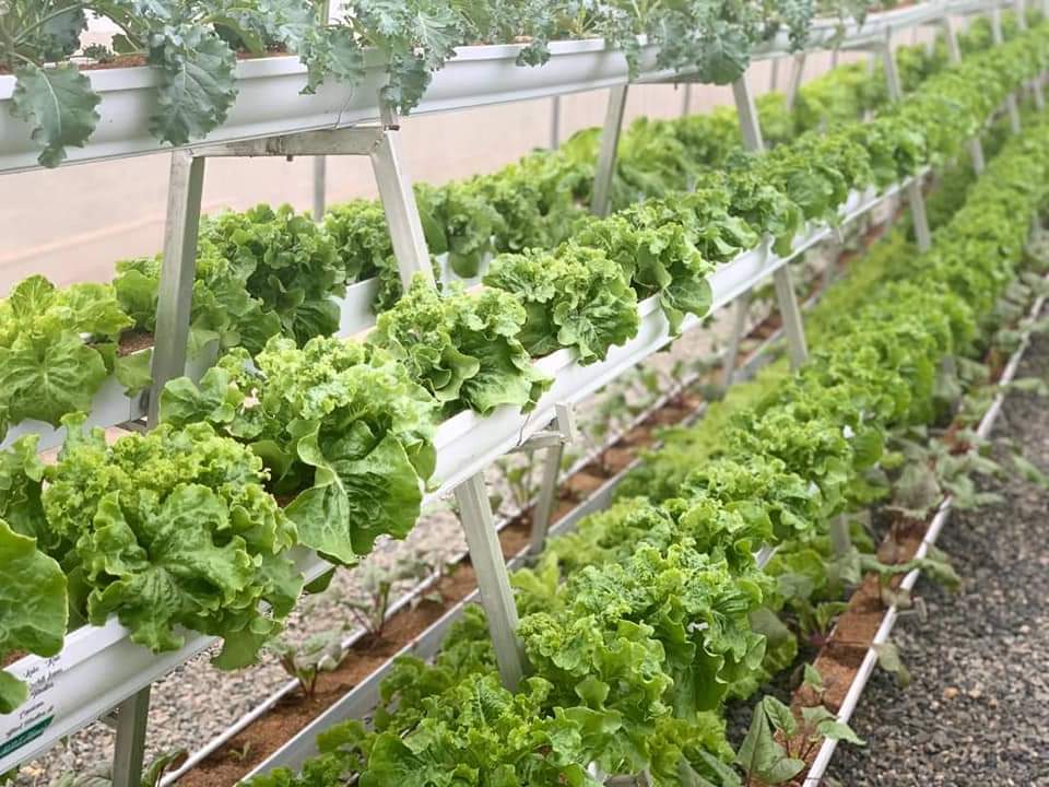 Yutaka Farm Story