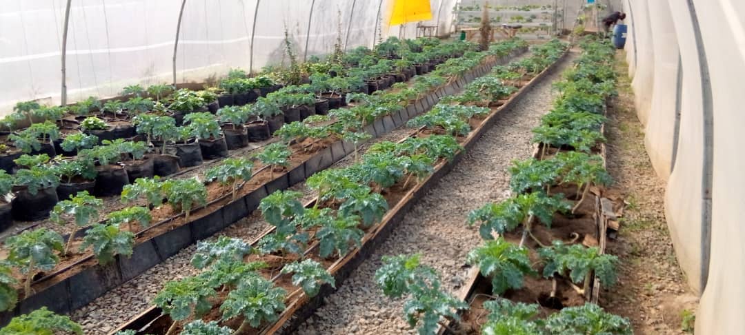Crop Production
