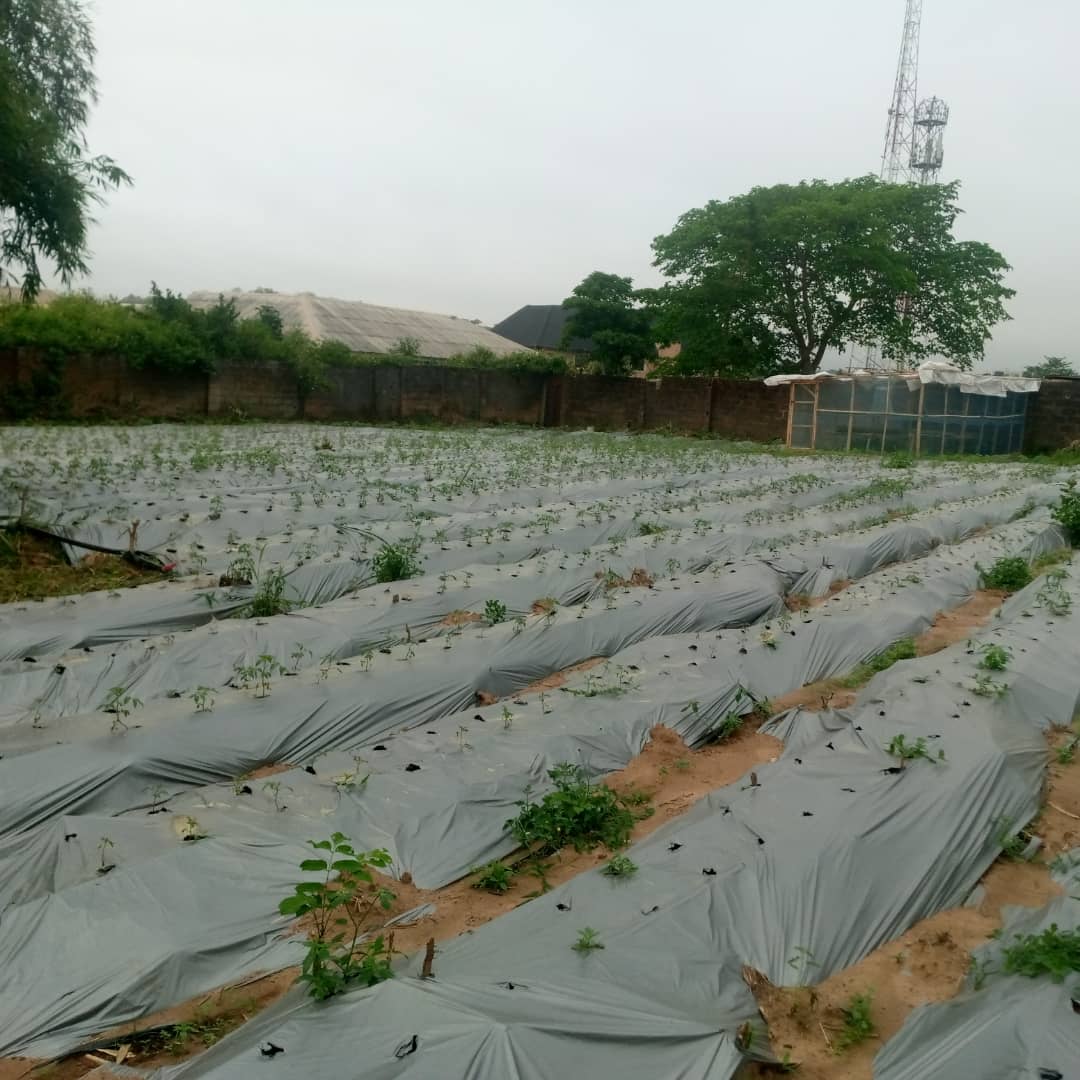 Crop Production